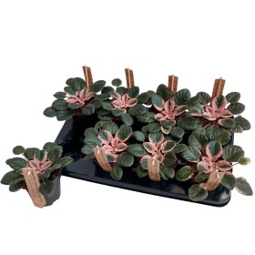 SAINTPAULIA Hovariagata M12  VARIEGADA