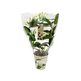 STEPHANOTIS  M12  6-9 FLORES