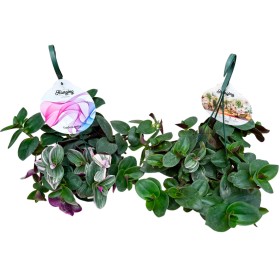 TRADESCANTIA  T15 ZEBRINA PINK