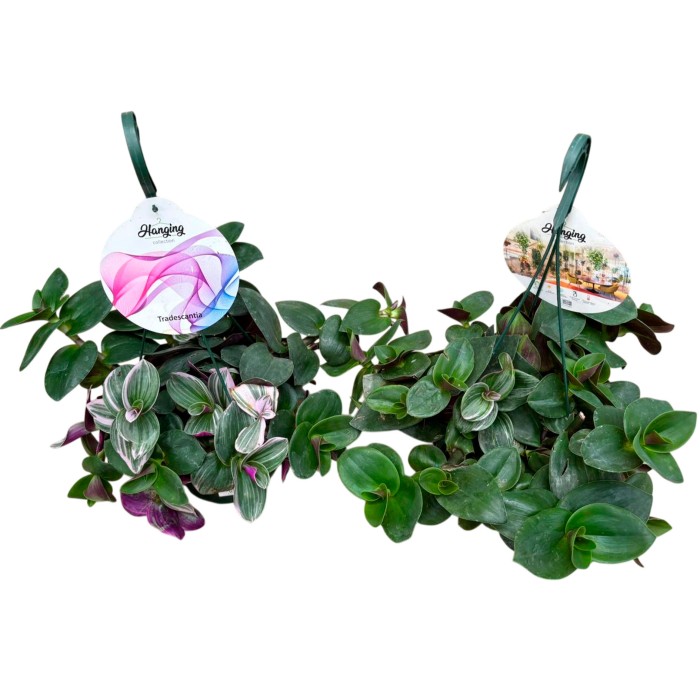 TRADESCANTIA  T15 ZEBRINA PINK