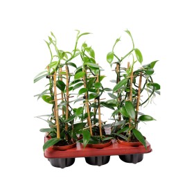 VAINILLA PLANIFOLIA  M12 H40 rejilla (Orquidea)