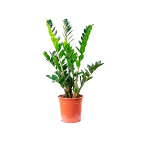 ZAMIOCULCAS  M27 -110cm.