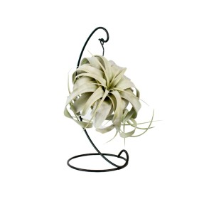 TILLANDSIA XEROGRAPHICA AMB SUPORT D13 H24