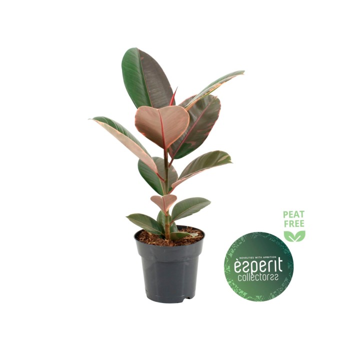 FICUS PINK CAMOUFLAGE M17