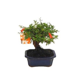 BONSÁI  7 ANYS PUNICA GRANATUM