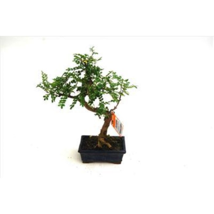 BONSÁI  6 ANYS OPERCULICARYA DECARYI