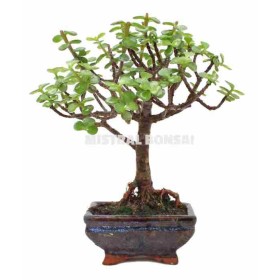 BONSÁI  3 ANYS PORTULACRIA AFRA