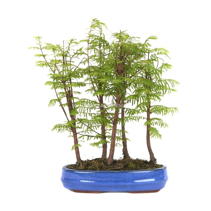 BONSAI 8 AÑOS METASEQUIIA glyptostroboides