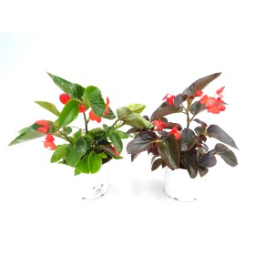 BEGONIA DRAGON WING M19