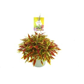 COLEUS LE FREAK T23