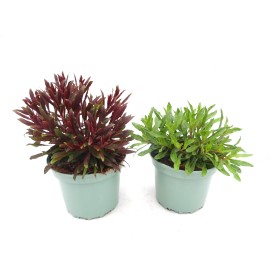 GAURA LINDHEIMERI M17