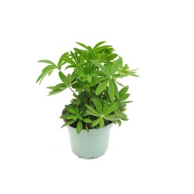 LUPINUS POLYPHYLLUS M17