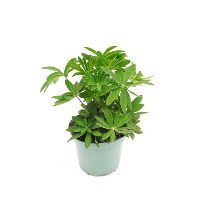 LUPINUS POLYPHYLLUS M17