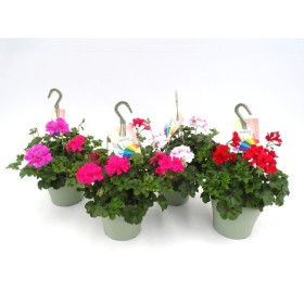 PELARGONIUM HIEDRA T23