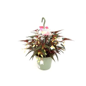 BEGONIA BOLIVIENSIS WHITE T23