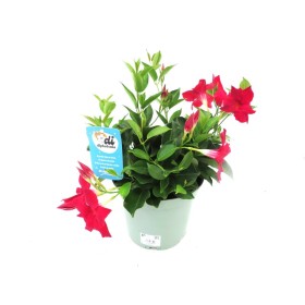 DIPLADENIA RED M23