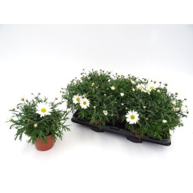 ARGYRANTHEMUM FRUTESCENS BLANC M13
