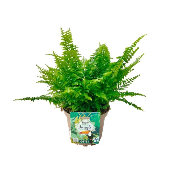 NEPHROLEPIS CORDIFOLIA M17