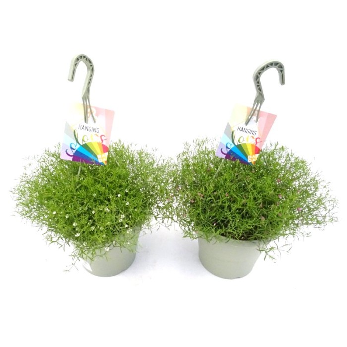 GYPSOPHYLA MURALIS T23