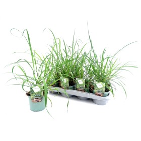 CYMBOPOGON CITRATUS M13 - CITRONELLA