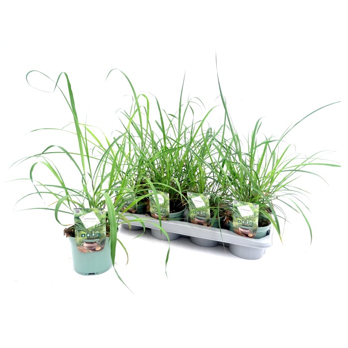 CYMBOPOGON CITRATUS M13 - CITRONELLA