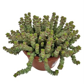 CRASSULA MARNIERIANA M14 Hottentot