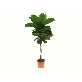 FICUS LYRATA  COPA M25 H90