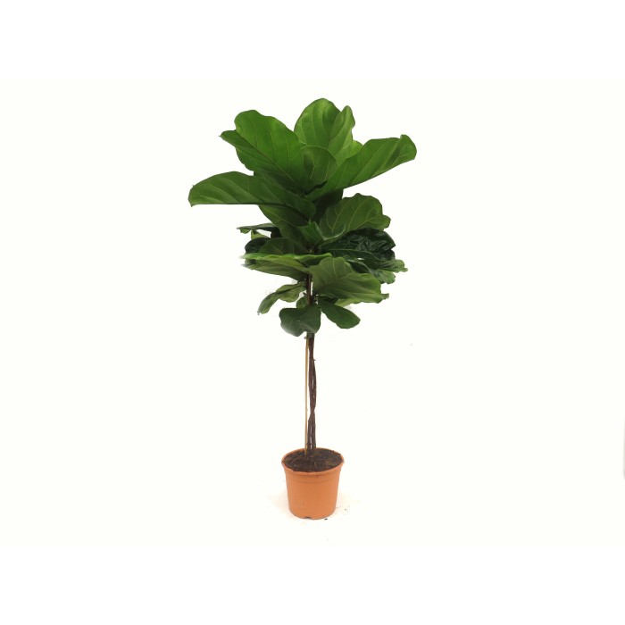FICUS LYRATA  COPA M25 H90