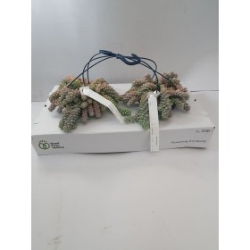 SEDUM  BURRITO  PENJAR  M14 Ho