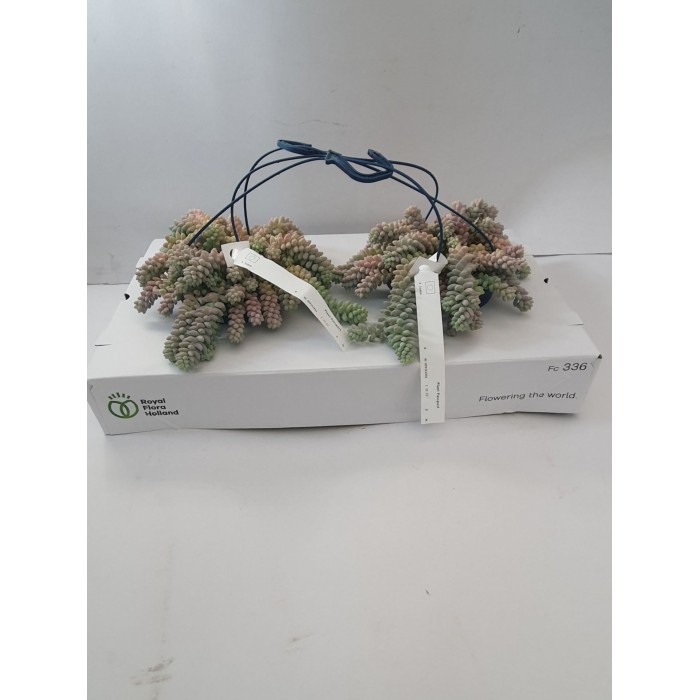 SEDUM  BURRITO  PENJAR  M14 Ho