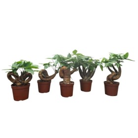 PACHIRA  M10.5 H25cm. BONSAI