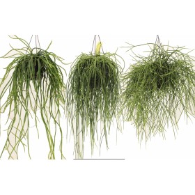 RHIPSALIDOPSIS MIX PENJAR M15