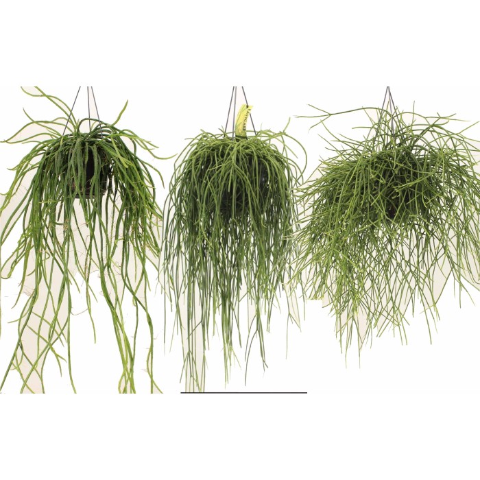 RHIPSALIDOPSIS MIX PENJAR M15