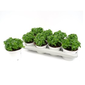 OCIMUM BASILICUM MINIMUM M13