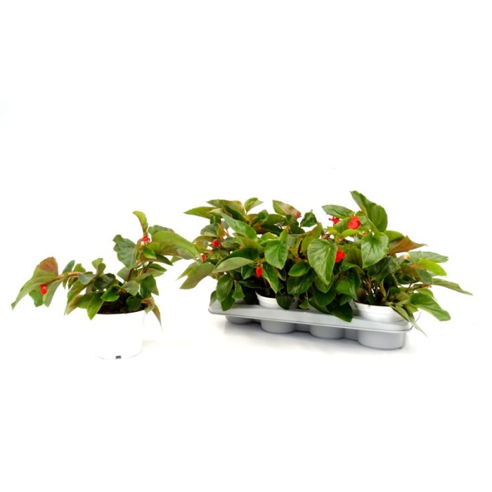 BEGONIA VIKING M13