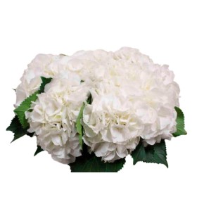 FLOR, HORTENSIA BLANCA 60CM  x5 tiges.