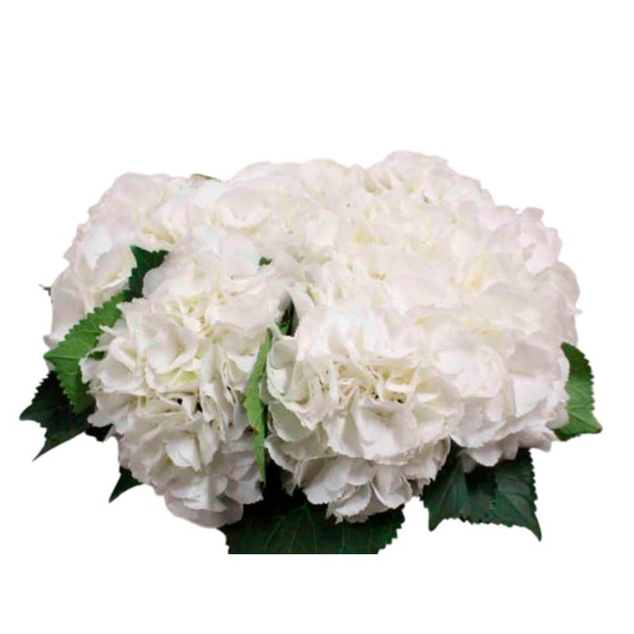 FLOR, HORTENSIA BLANCA 60/70CM  x5 tiges.