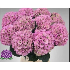 FLOR, HORTENSIA ROSA  x5 tiges,60cm