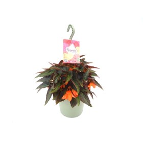 BEGONIA BOLIVIENSIS PAPAYA T23 - PENJADOR