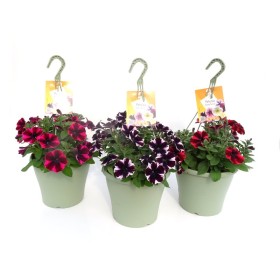 PETUNIA SWEETUNIA T23