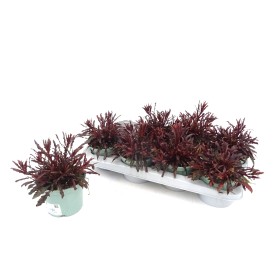 GAURA LINDHEIMERI M13 - COMPACT