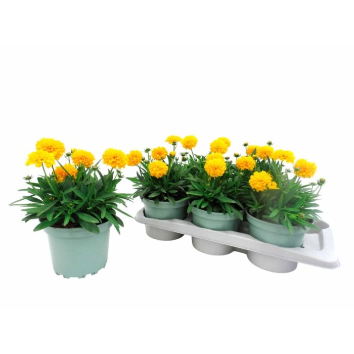 COREOPSIS GRANDIFLORUM M17