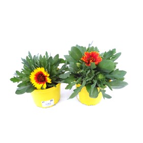 GAILLARDIA ARISTATA M17