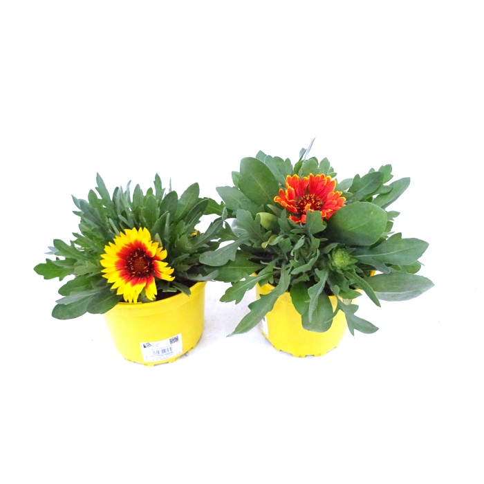 GAILLARDIA ARISTATA M17