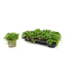 DICHONDRIA EMERALD FALLS M13 - GREEN