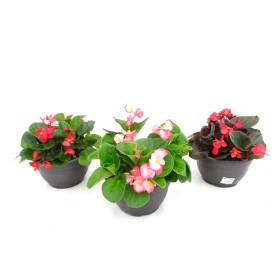 BEGONIA VIKING T6LD