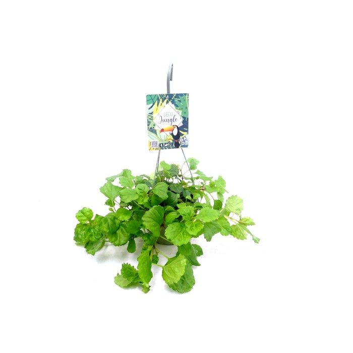 PLECTRANTHUS AUSTRALIS DINER T15