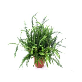 NEPHROLEPIS CORDIFOLIA M26