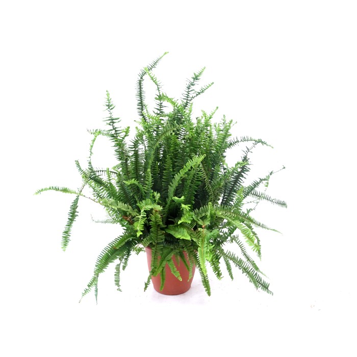 NEPHROLEPIS CORDIFOLIA M26