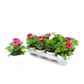 PELARGONIUM CANDY FLOWER M13